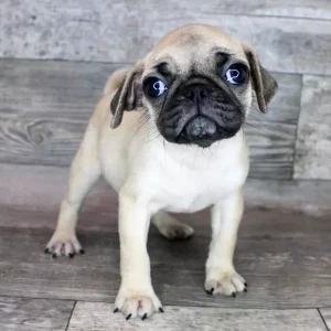 Pug